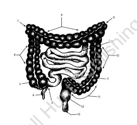 Digestive System Diagram Quizlet