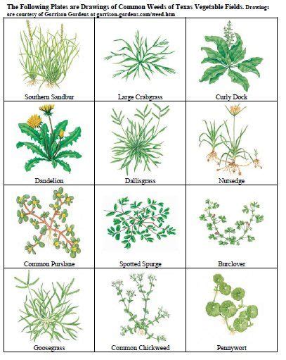 Common Lawn Weeds