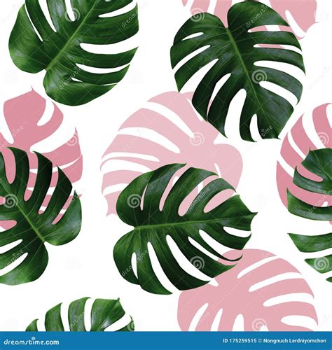 Tropical Leaves Monstera Green Leaf With Pink Shadow On White