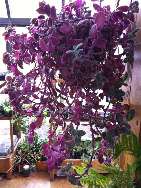 House Plants I Want Plants For Hanging Baskets Purple Plants
