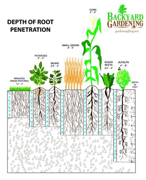 How To Add More Topsoil The Natural Way Backyard Gardening Blog
