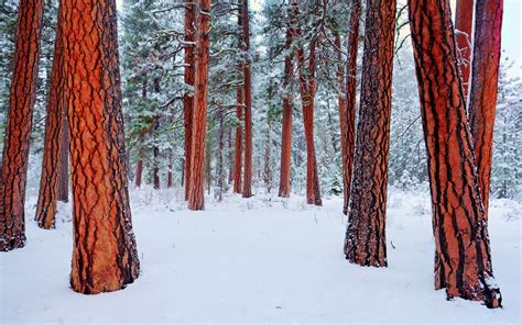 Wallpaper Trees Nature Snow Winter Wood Branch Spruce Fir