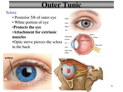 Ppt Structure Of The Eye Powerpoint Presentation Free Download Id