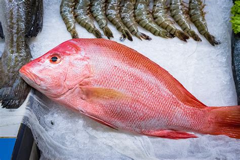 All Fresh Fish Red Snapper Whole