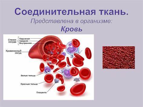 Соединительная ткань диета Ткани человека. 3 - презентация онлайн Ткани человека. 3 - презентация онлайн Соединительная ткань диета