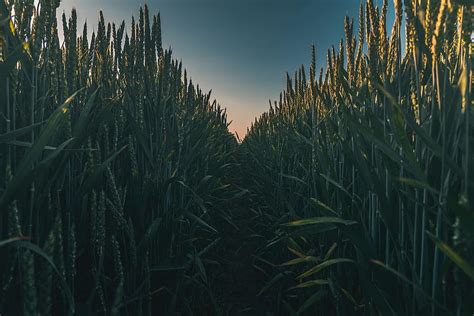 Nature Grass Field Path Ears Spikes Hd Wallpaper Pxfuel