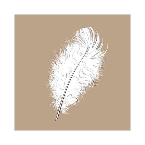 Feather Boa Isolated Illustrations Royalty Free Vector Graphics And Clip