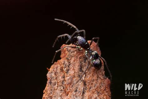 Ant Mimicry By Spiders Wildmacro Extreme Macro Photography