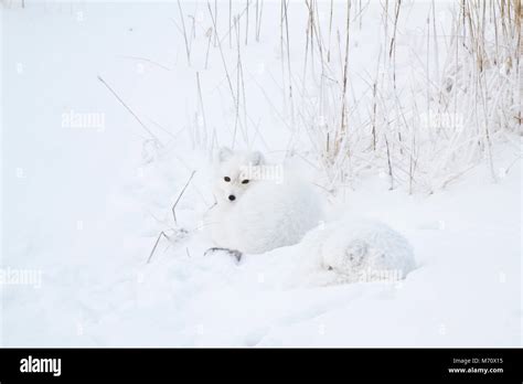 01863 01411 Two Arctic Foxes Alopex Lagopus In Snow Chuchill Wildlife