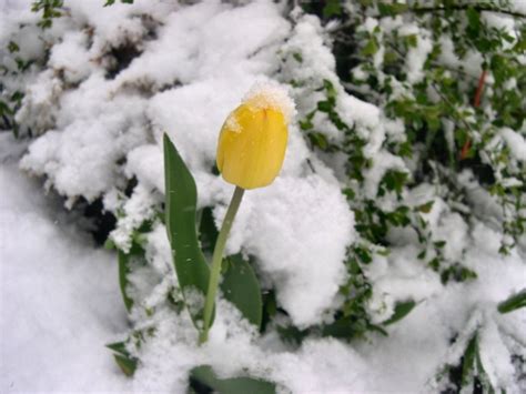 Free Snow Tulips 4 Stock Photo