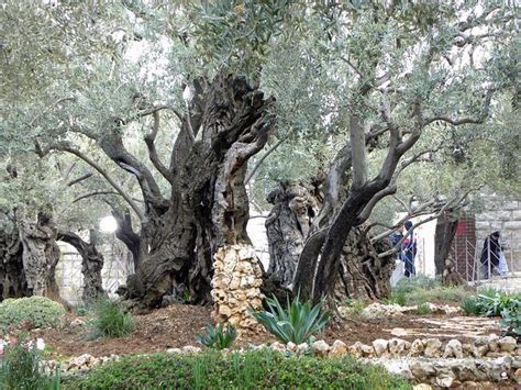 Garden Of Gethsemane Israel Tours Israel Travel Guide