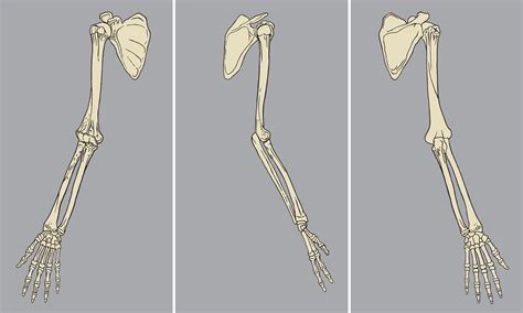 Human Arm Skeletal Anatomy Pack Vector 640027 Vector Art At Vecteezy