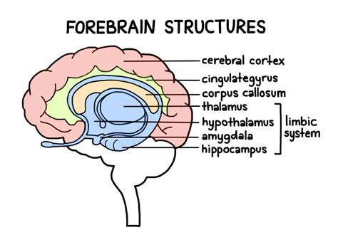 Forebrain Midbrain And Hindbrain Functions And Diagrams