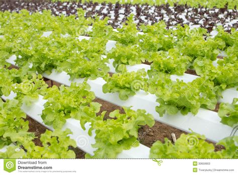 Hydroponic Vegetable Farm Stock Image Image Of Food