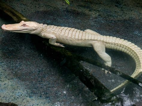 Rare Albino Alligator Makes New Home At Brookfield Zoo La Grange Il