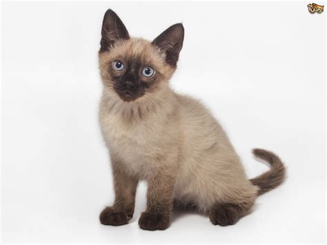 Affectionate with family, this kitty loves to talk. Five universal personality traits of the Siamese cat ...