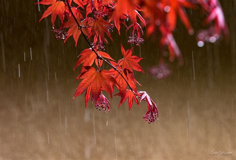 Wallpaper Bokeh Drops Landscape Tree Nature Water Color Leaves