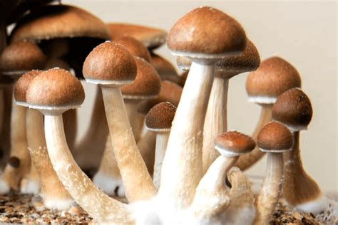 7 Facts About The Penis Envy Mushroom Selfeed