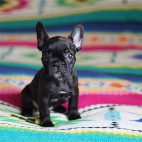 No, despite their name, french bulldogs do not hail from france. Nelli- 8 weeks | Really cute puppies, Puppies, kitties ...