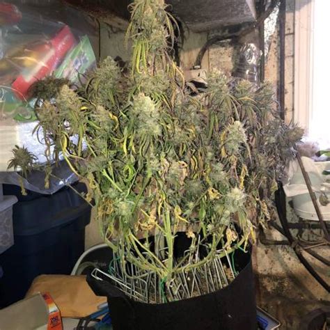 Seedsman Critical Purple Kush Grow Journal By Ehcndgrower Growdiaries