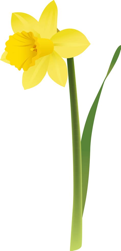 Daffodil Flower Clip art - Narcissus png download - 2260 ...