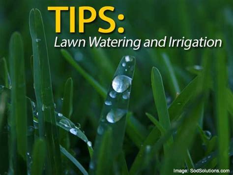 How to encouraging deep roots and conserve water while maintaining a healthy lawn. Lawn Watering and Irrigation Tips: Guidelines, Schedules and More | Irrigation, Lawn, Plants