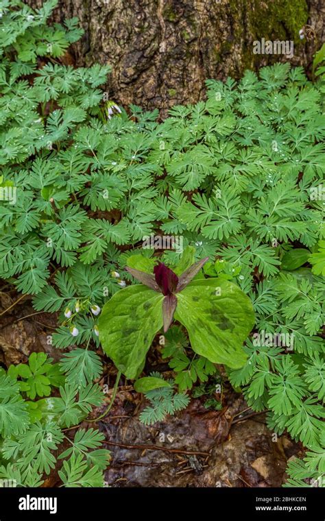 Toad Trillium Hi Res Stock Photography And Images Alamy
