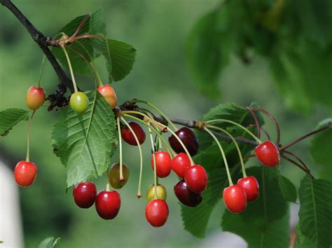Prunus Cerasus Sour Cherry Rosaceae