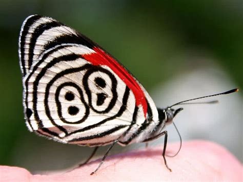 10 Most Unusual And Beautiful Butterflies In The World The Mysterious