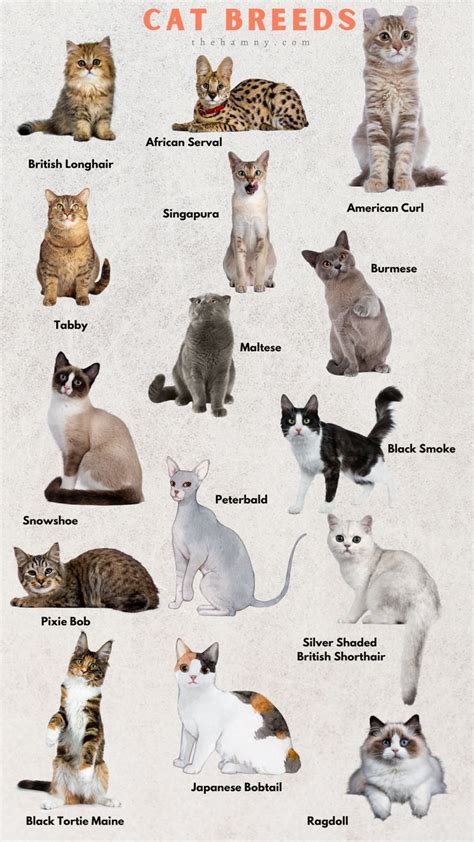 Cat Breeds Cat Breeds Exotic Cats Cute Cat Breeds