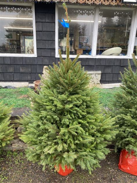 Pot Growing Nordman Fir Christmas Trees Oakridge Nurseries Seasonal