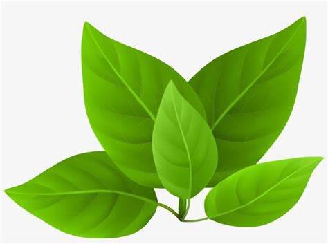 Green Leaves Clipart PNG Image | Transparent PNG Free Download on SeekPNG