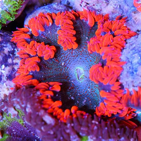Red Rim Blue Center Rock Flower Anemone Seattle Corals