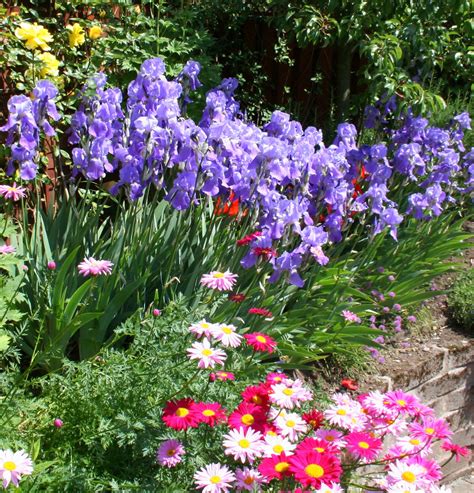 Scottish Artist And His Garden Plant Associations