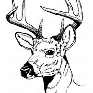This animal mostly eat plant. White Tailed Deer Drawing at GetDrawings | Free download