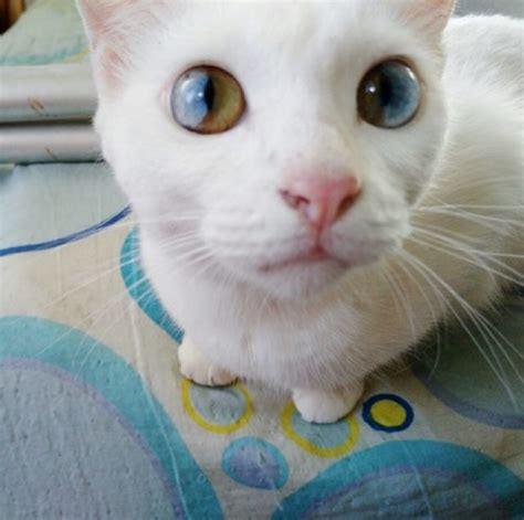 Gorgeous Cat Has Magically Beautiful Eyes That Are Each Two Different Colors