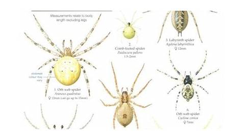 House and Garden Spiders (Identification Chart) by Bee, L.; Lewington