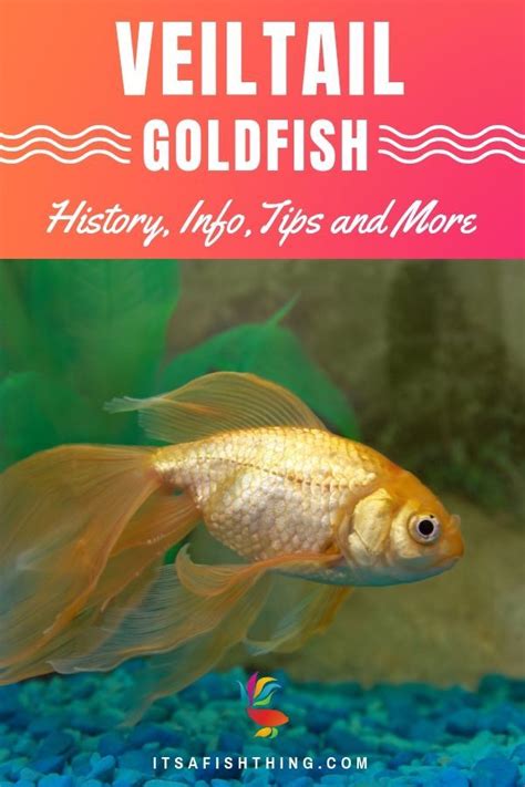 Veiltail Goldfish History Facts And More With Pictures Hepper
