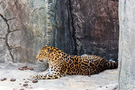 A Jaguar Is Resting Lying Down On A Rock Stock Photo Download Image