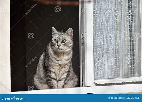 Gray Tabby Cat Looking Out The Window Stock Image Image Of Look