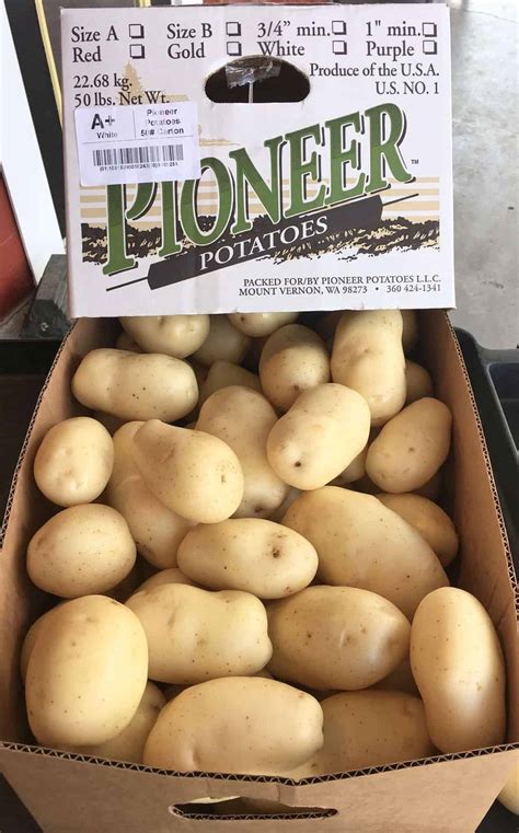 Packaging Pioneer Potatoes