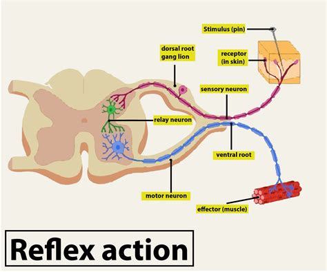 Draw A Well Labelled Diagram Of Reflex Arc And Explain Class 11 Biology