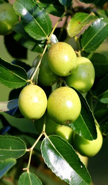 Jujube Tree Indian Green Thornless Variety Grafted