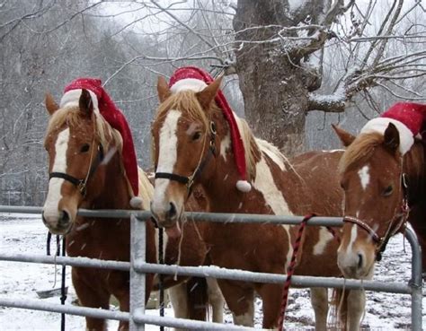 Holiday Farm Cute Horses Christmas Horses Christmas Animals Horses
