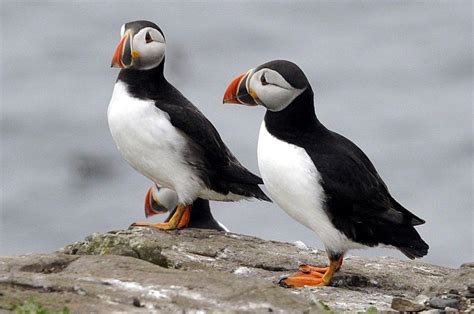 Puffins Major Food Source Could Vanish From Northumberland In Coming
