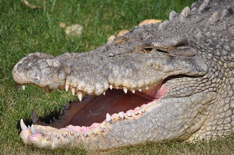 Giant Crocs Saltwater Crocodiles Reptile Gardens