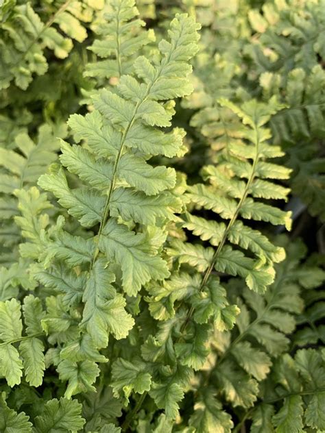 Dryopteris Affinis Cristata Beth Chatto S Plants Gardens