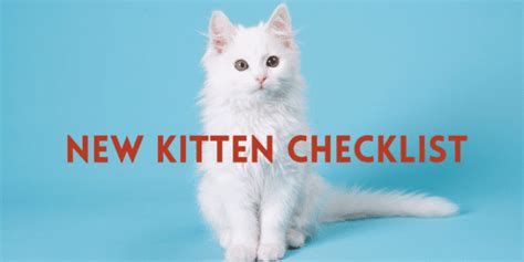 Top Tips For New Kitten Owners The Basic Kitten Habits
