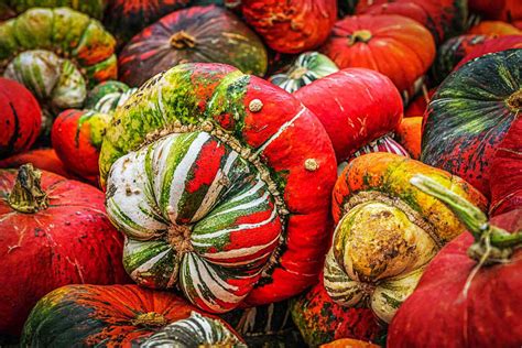 50 Types Of Pumpkins A To Z Photos Butter N Thyme