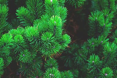 Hd Wallpaper Green Leaves Plants Pine Tree Branch Needles Conifer